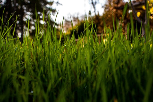 Grass