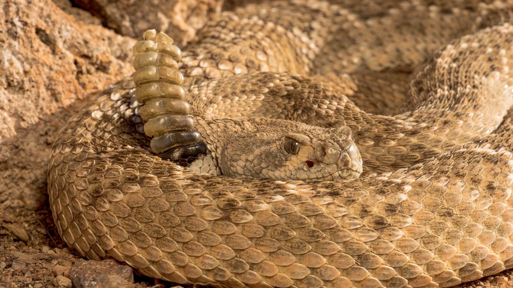 ガラガラヘビ様 画像】「ヒョウ柄のガラガラヘビ」が米・アリゾナで発見される。“前例