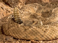 画像】「ヒョウ柄のガラガラヘビ」が米・アリゾナで発見される
