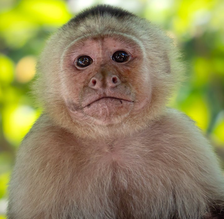 The capuchin monkeys were seen carrying at least 11 howler babies between 2022 and 2023.