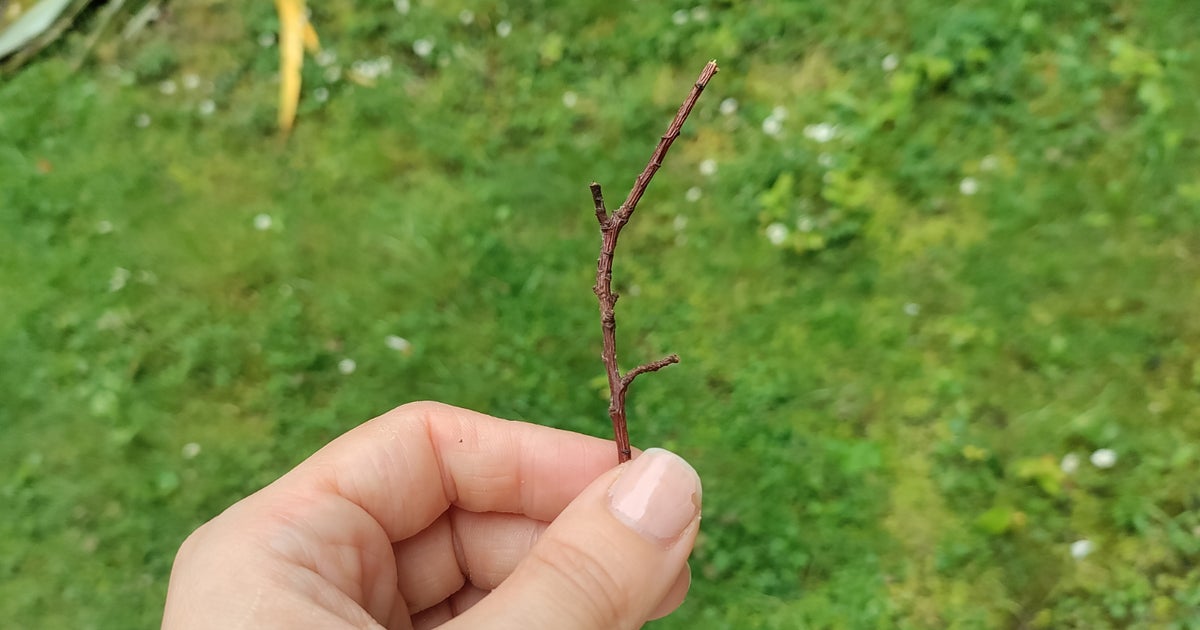 UK Gardeners Told To Place Sticks In Their Garden This Summer