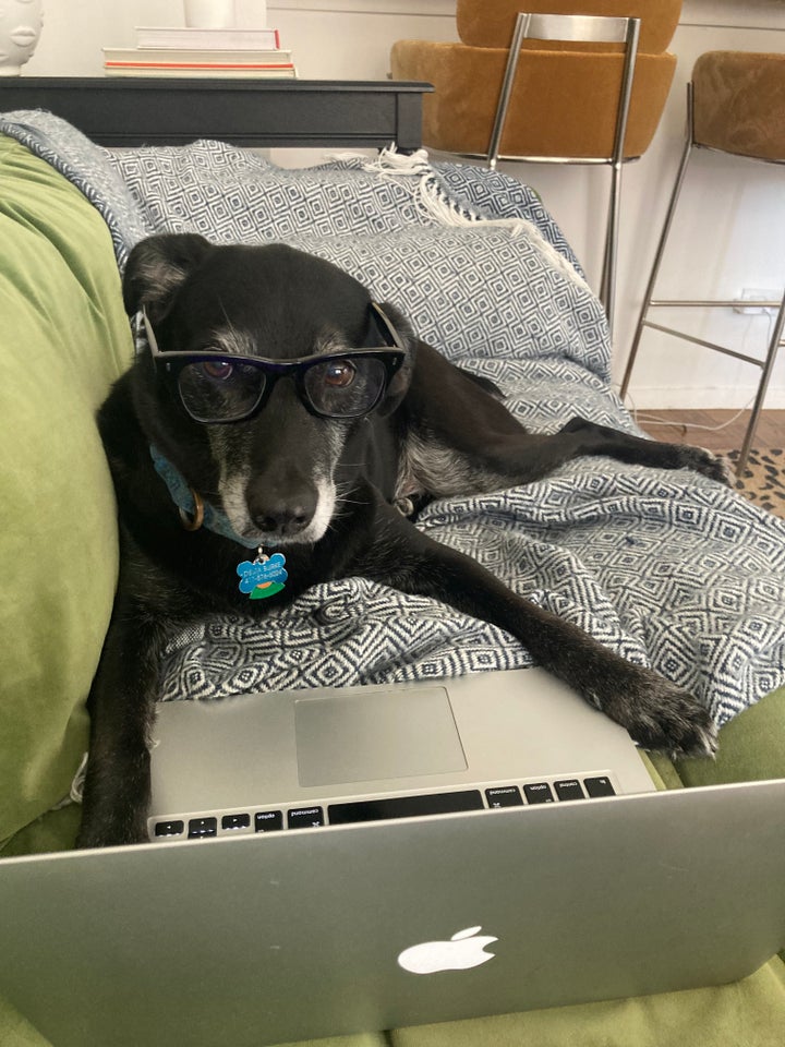 The author's dog, Delta.