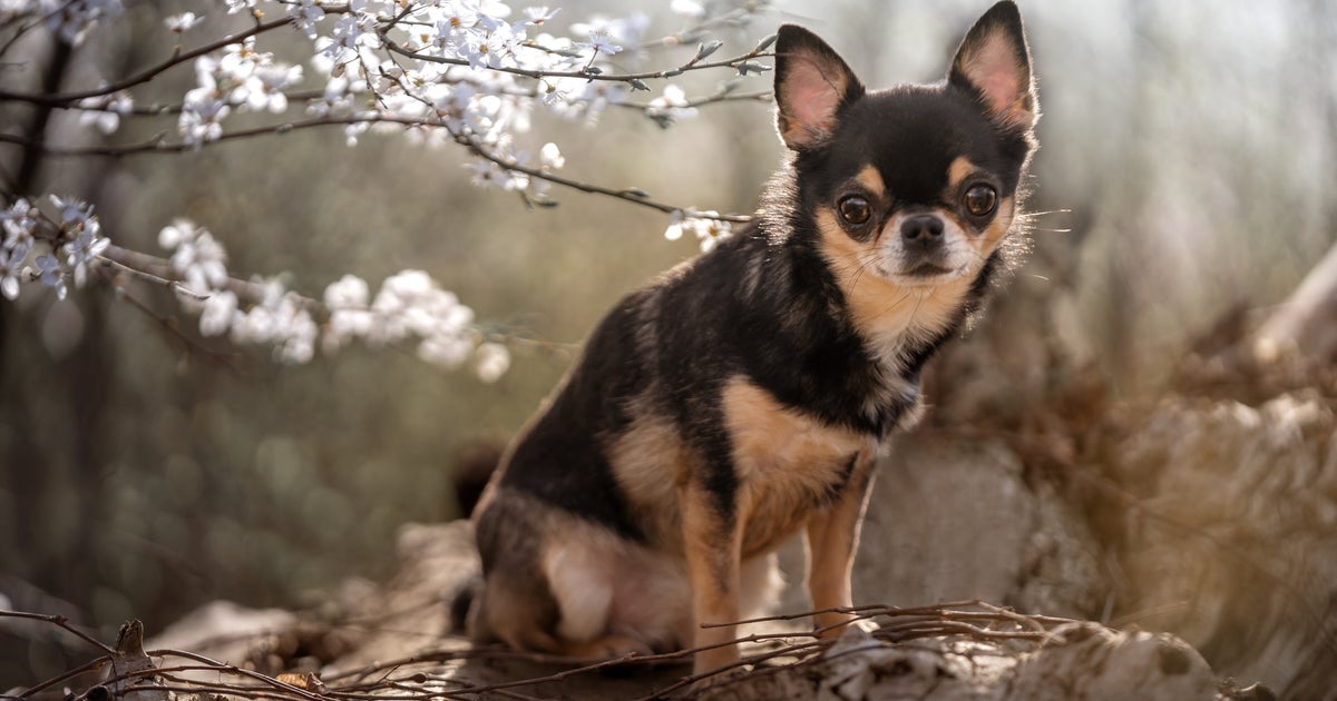 Man Busted For Animal Cruelty So Extreme That Cop Said He Had To Gather Himself  UK Crime