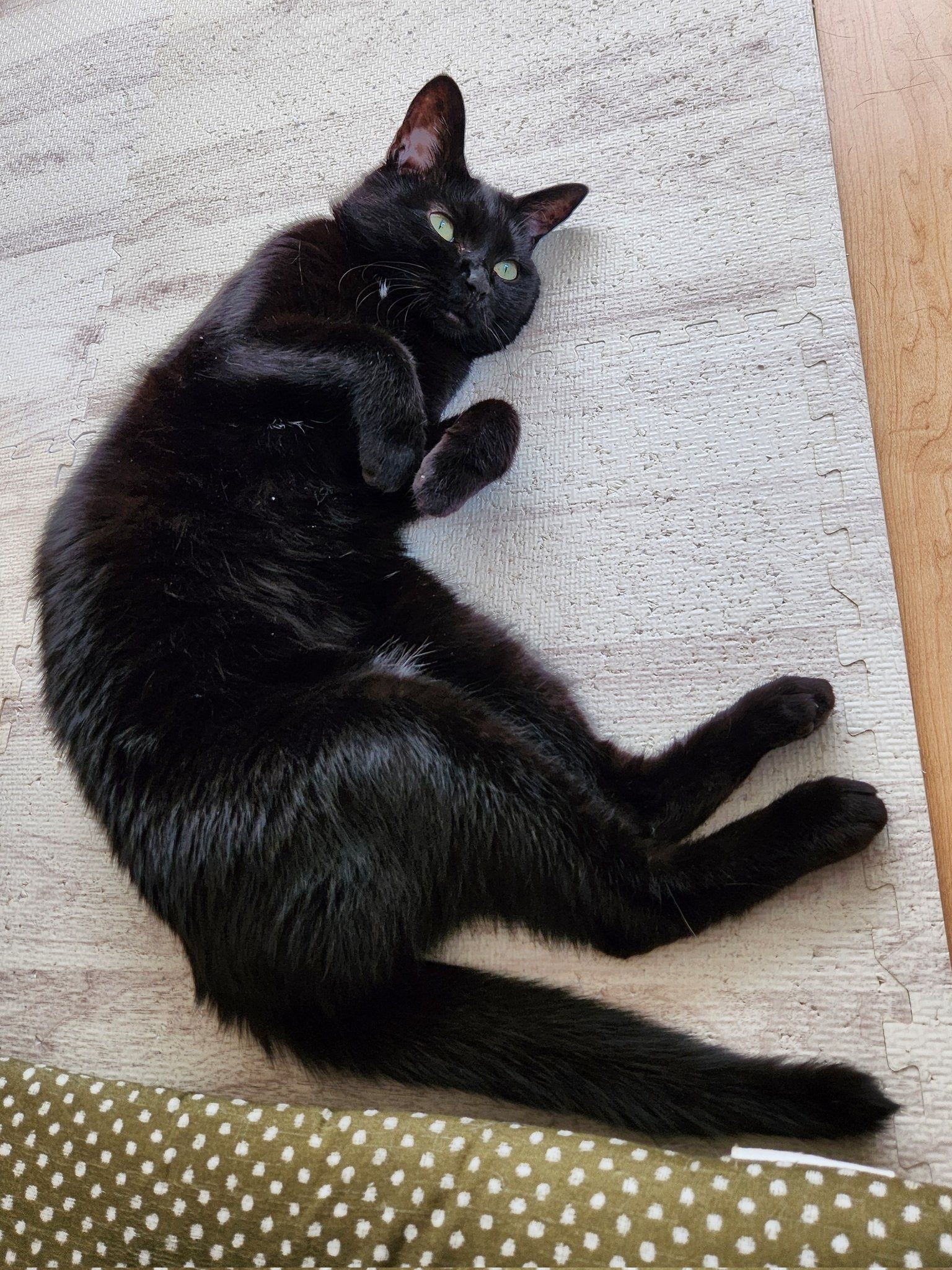 猫又！？ 後ろ脚が“3本”に見える猫の写真に「錯覚？」「3本ある！」と