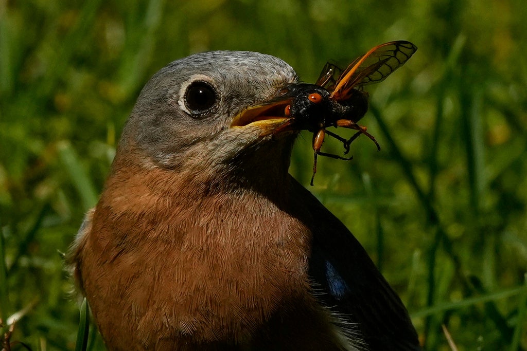 A female bluebird picks a periodical cicada from the grass, Friday, May 23, 2025, in Cincinnati. (AP Photo/Carolyn Kaster)