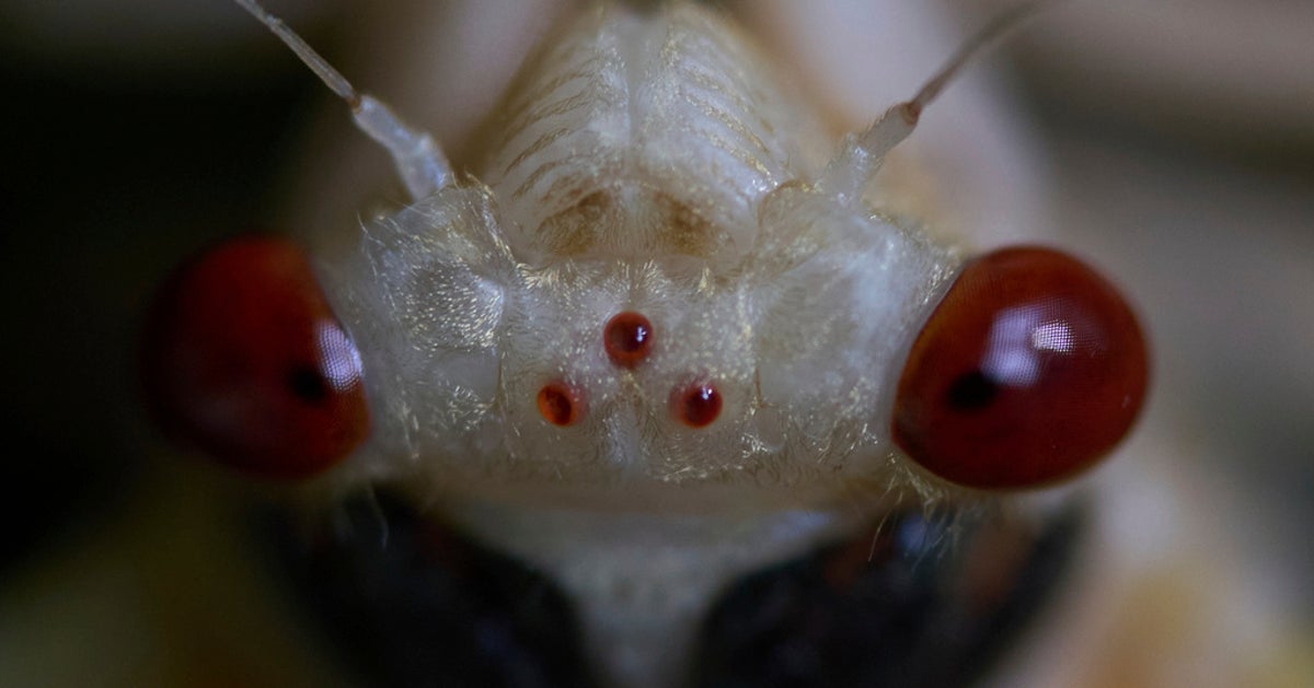 Cicada Season Is Here As Billions Of Screaming Insects Emerge