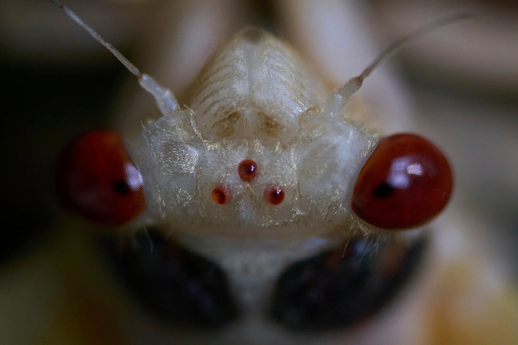 An adult periodical cicada, in the process of shedding its nymphal skin, is seen in Cincinnati. There are two large compound eyes, which are used to visually perceive the world around them, and three small, jewel-like, simple eyes called ocelli center. (AP Photo/Carolyn Kaster)