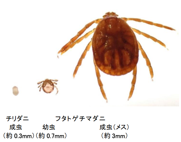 マダニとチリダニの大きさの比較