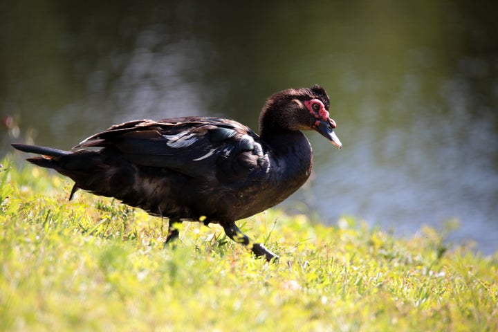Muscovy ducks (Jimmy not pictured) are a non-native species in Florida.