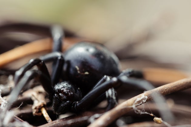 Η «Μαύρη Χήρα».