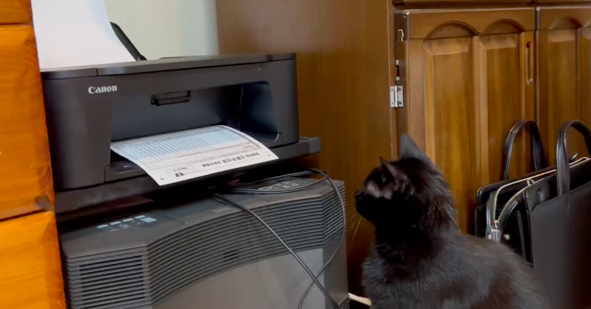 怖いもの見たさでコピー機最前列、黒猫の末路」が話題に。紙が出