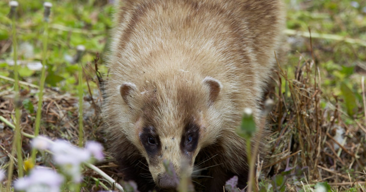 バナナを食べたいアナグマに「可愛すぎ罪」⇨必死で短い足を伸ばす様子に「がんばれ」「もうちょっとだ!」【市川市動植物園】