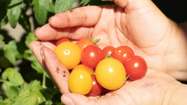 Tomatoes from the garden