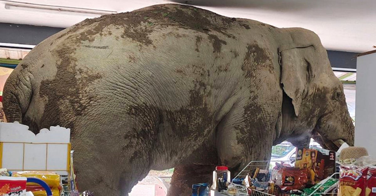 Hungry Elephant Raids Grocery Store In Thailand For Snacks