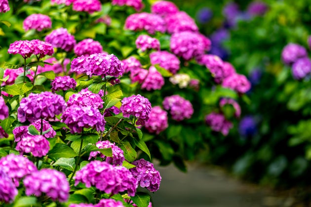 下田公園の紫陽花（静岡県下田市）