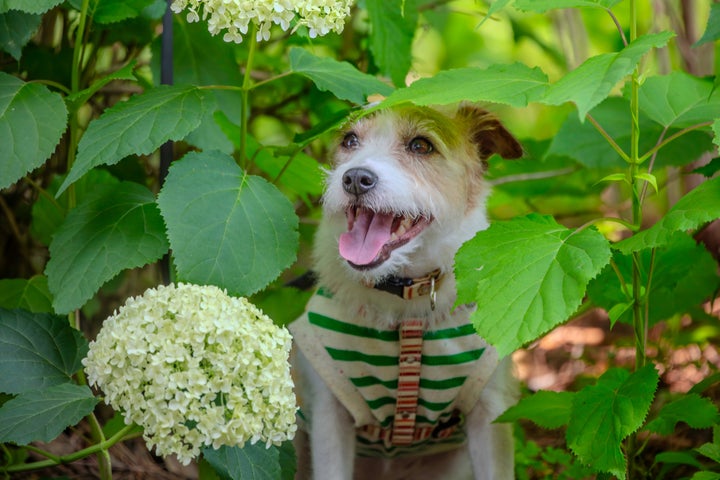 紫陽花に隠れる犬(神戸市)