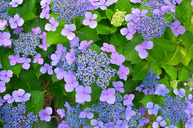 梅雨に咲く紫陽花