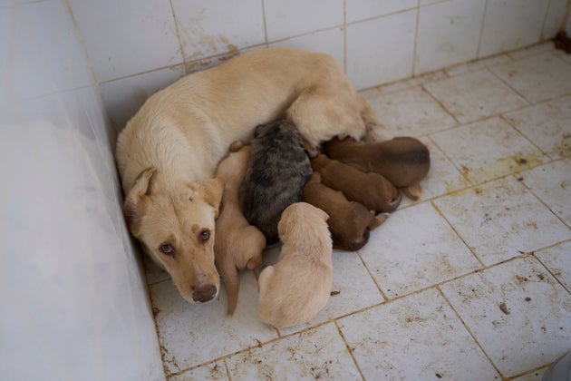 Φωτογραφία αρχείου. (AP Photo/Mosa'ab Elshamy)
