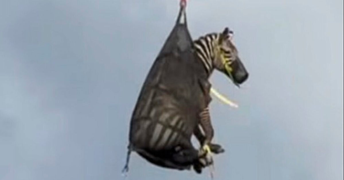 Runaway Pet Zebra Finally Captured After A Week On The Lam
