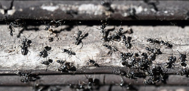 Φωτογραφία αρχείου Uli Deck/dpa (Photo by Uli Deck/picture alliance via Getty Images)