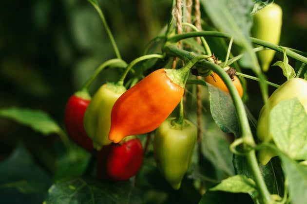 Chilli plant