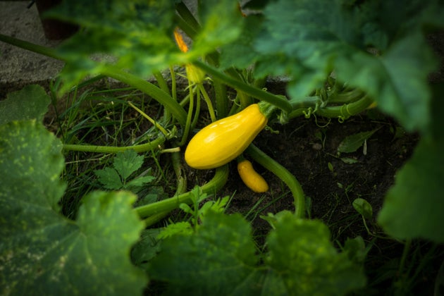 Courgette growing in garden