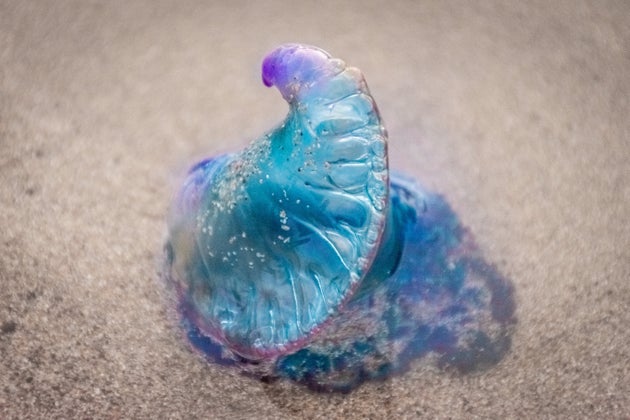 青いスライムのようなカツオノエボシ(画像はイメージ)