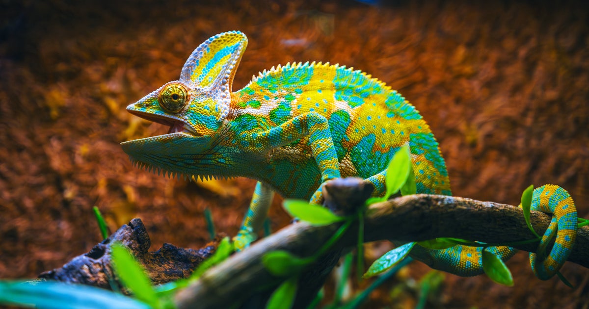 脱皮中のカメレオンの写真が「すげー！」「南国の花みたい」と話題