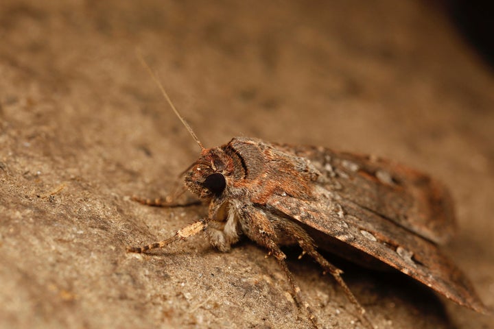 This image provided by Ajay Narendra shows an Australian Bogong moth at the Ramshead Range of the Snowy Mountains in New South Wales, Australia. (Ajay Narendra via AP)
