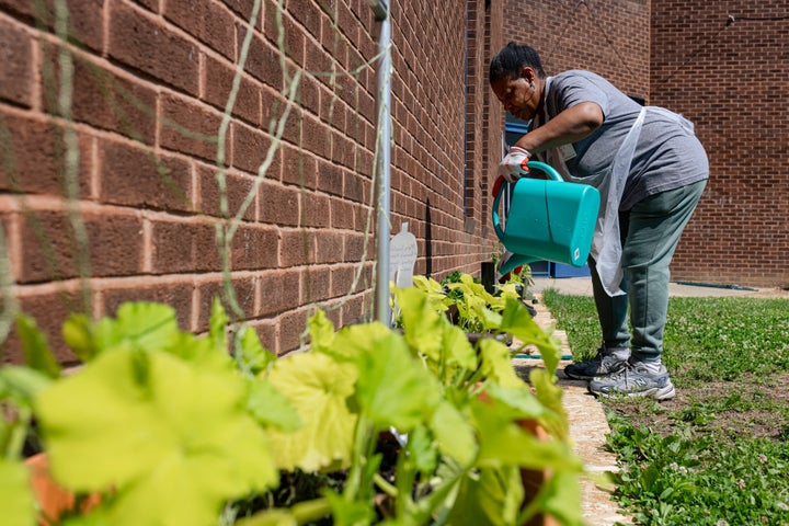 GOP Invoice Would Kill A 33-Yr-Outdated Program That Helps These On Meals Stamps 2 Aretha Richardson waters seedlings planted during an adult SNAP-Ed class in the community garden at Moravia Park Elementary School in Baltimore on June 4.