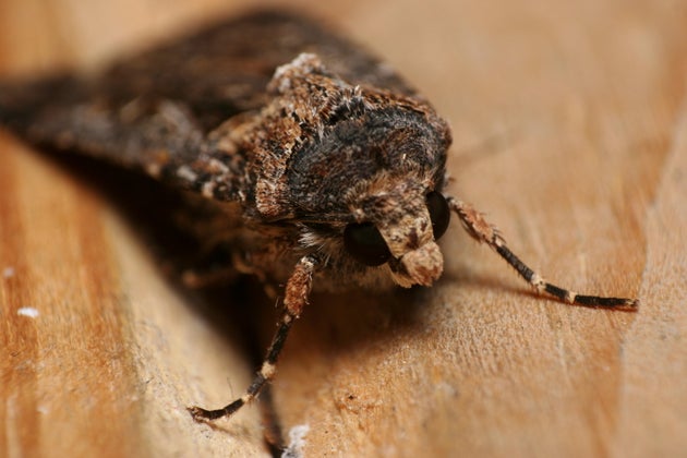  (Agrotis infusa)