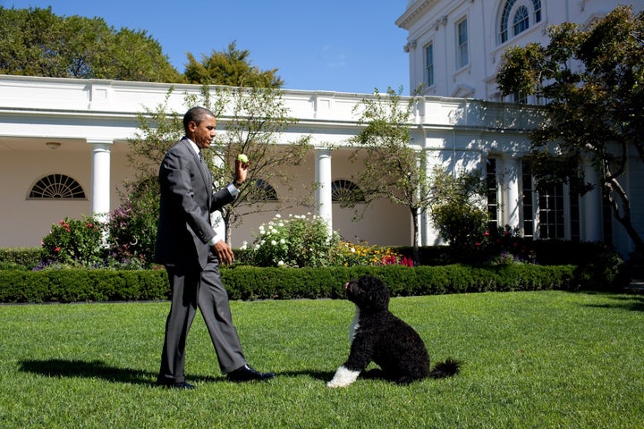 President Barack Obama plays with Bo the dog in the Rose Garden in 2010.