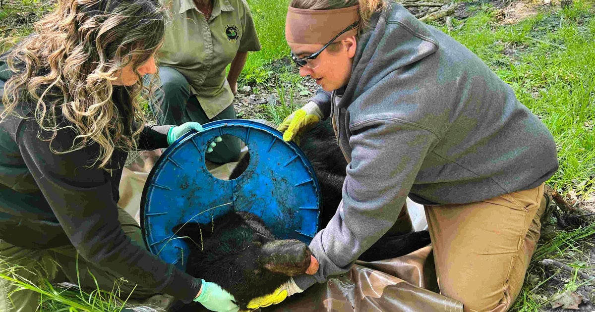 Bear Freed After Head Was Stuck In Plastic Lid For 2 Years