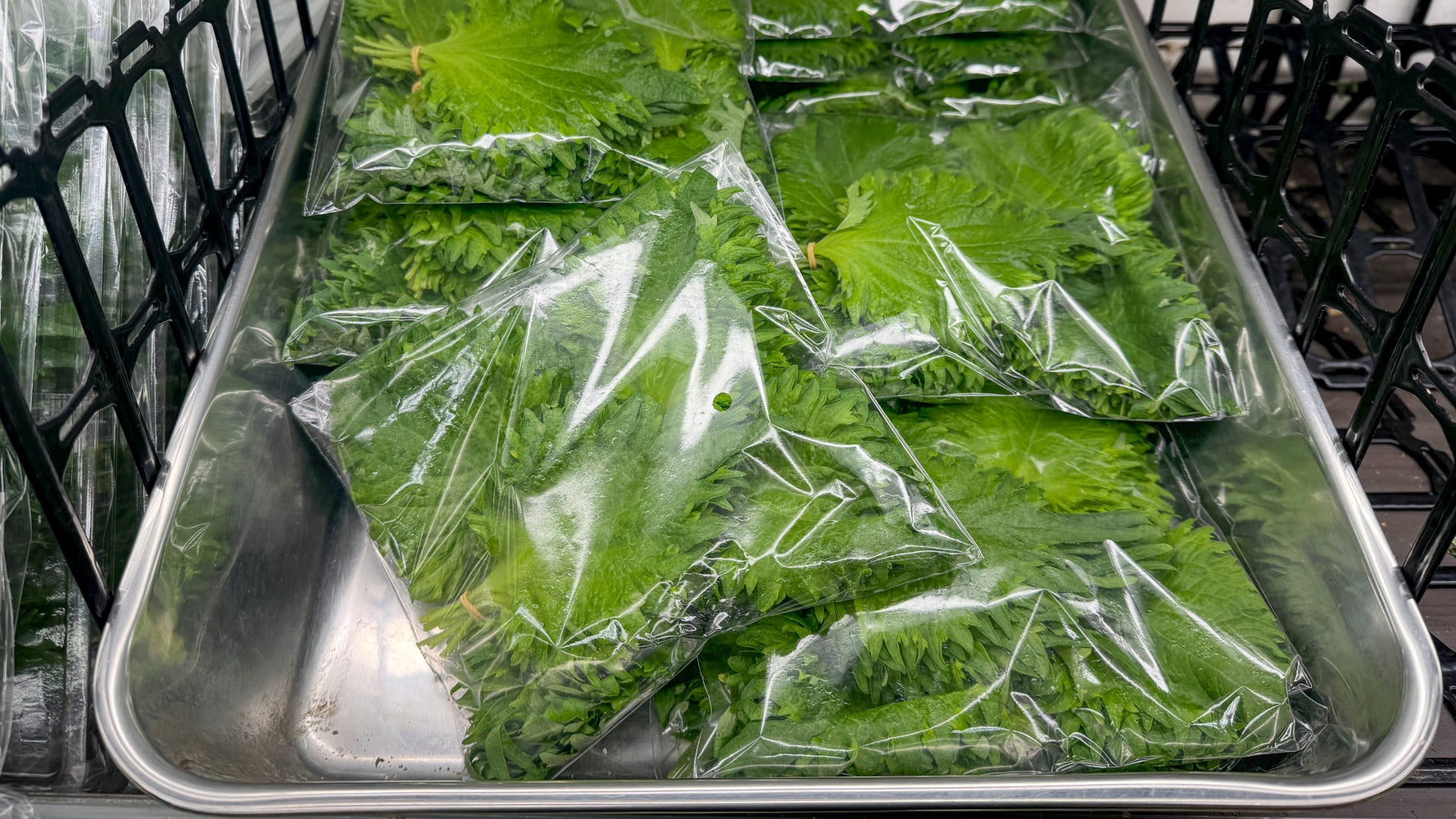 大葉」の激うまレシピに「おかわりが止まらん」。食欲が落ちる暑い日に