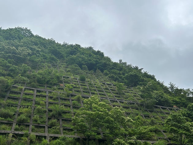 国土交通省 長島ダム管理所裏に現れたシカの画像