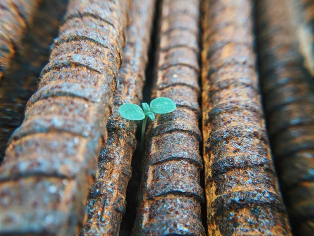 A plant growing through metal