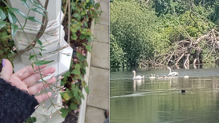 Some flowers and a family of swans I'd previously ignored on other walks