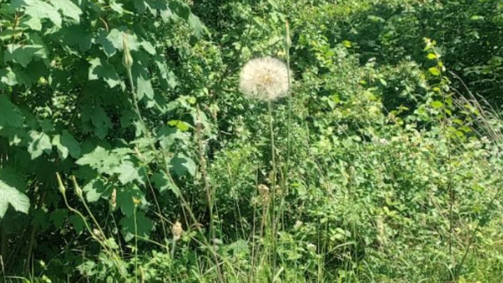 An absolutely huge dandelion in Kensington Gardens that I'd always walked past