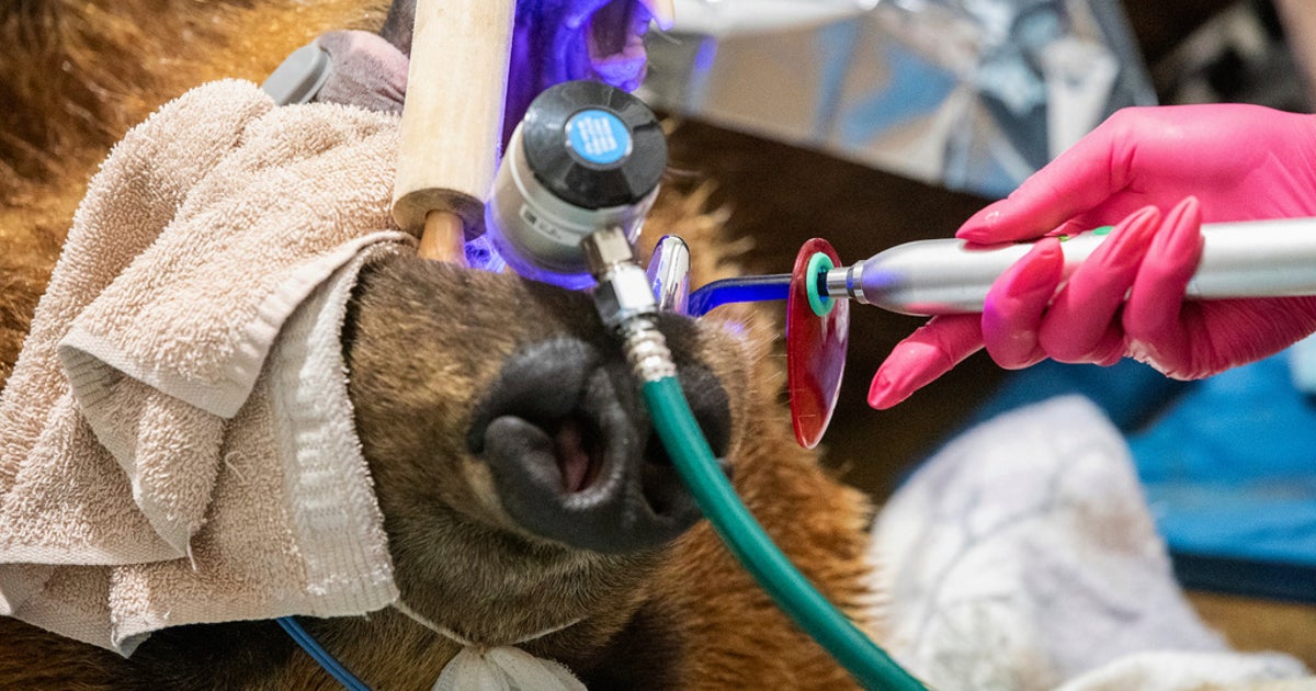 Alaska Brown Bear Has Shiny New Smile After Getting A Huge Metal Crown