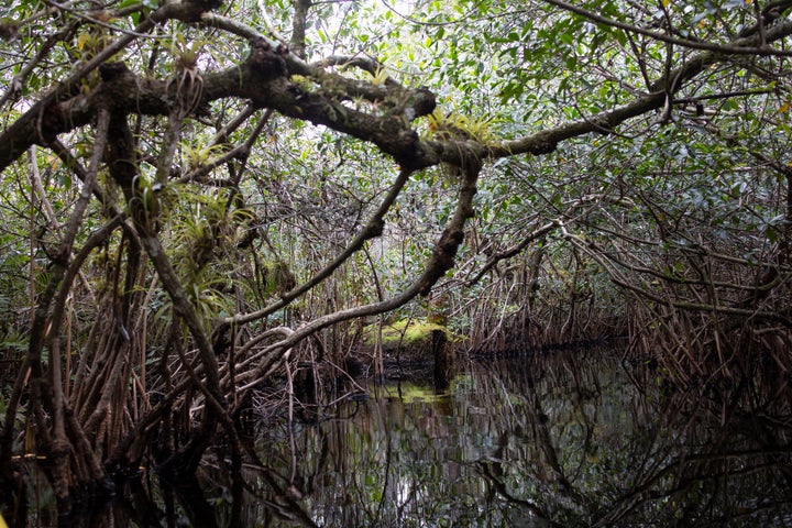 Os túneis de mangue do rio Turner, na Big Cypress National Reserve, na Flórida, em dezembro de 2022.