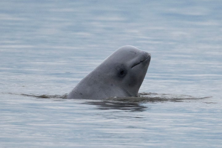 Baby Beluga in the deep blue sea!