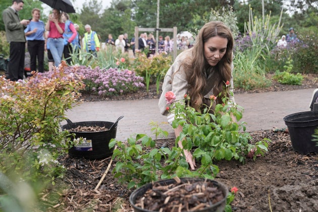 The Princess of Wales, plants a rose during a visit to the RHS's Wellbeing Garden at Colchester Hospital in Essex, England