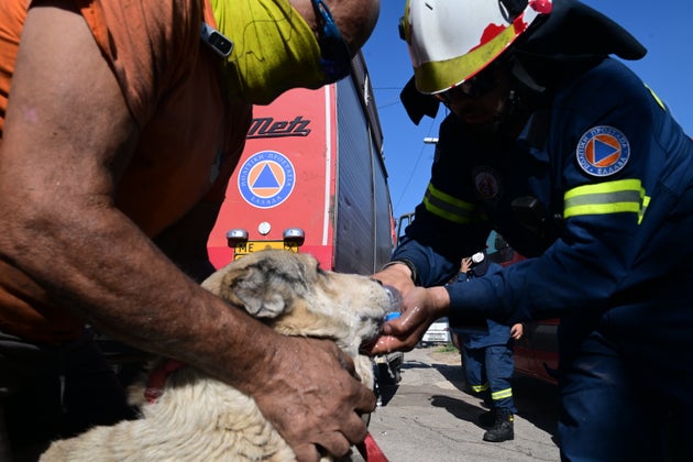 Πυροσβέστες προσφέρουν νερό σε έναν σκύλο, στην πυρκαγιά της Ανατολικής Αττικής