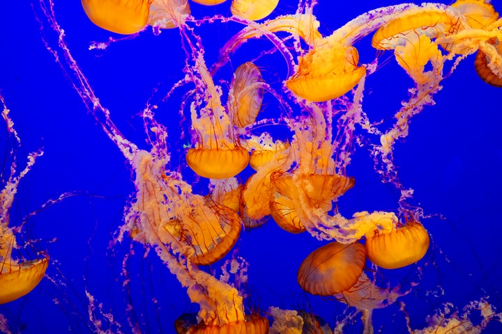 Get stung by a jellyfish? Tell your friends NOT to pee on you.