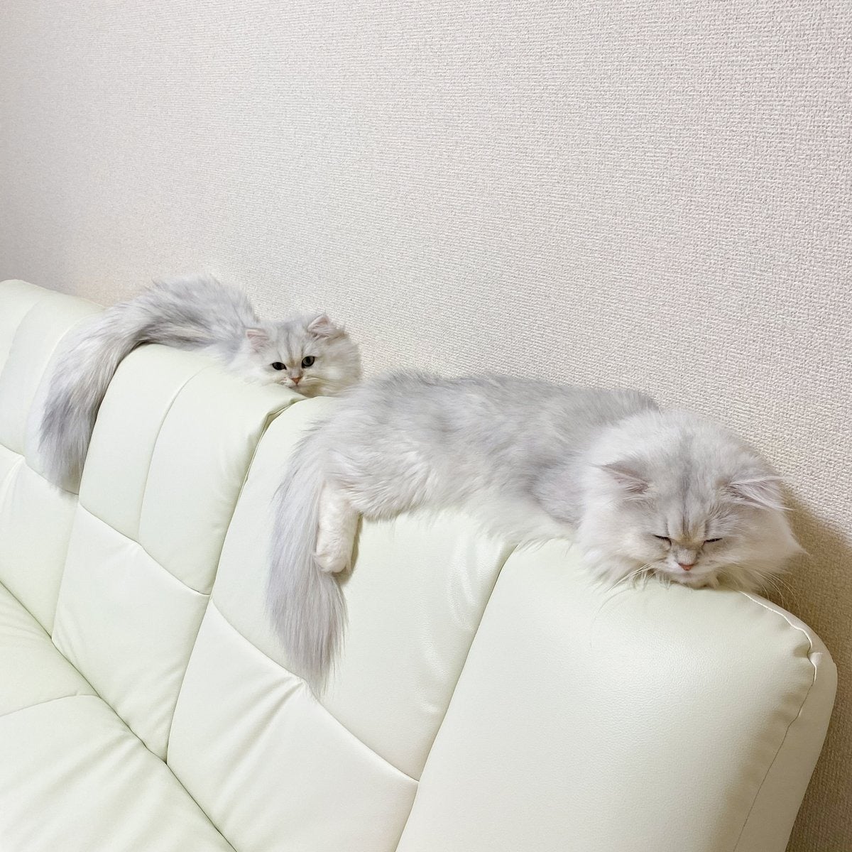 子どもは親を見て育つ」を体現する猫の寝姿に「最高すぎる