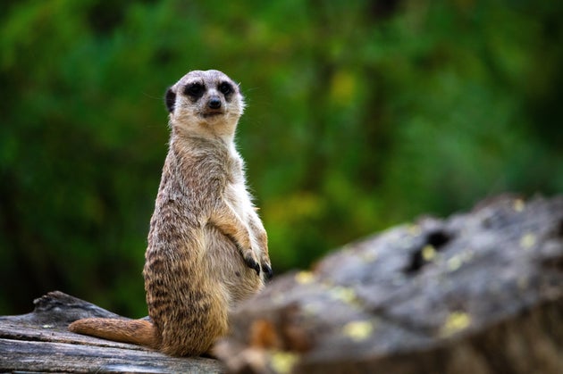 直立するミーアキャット（イメージ画像）