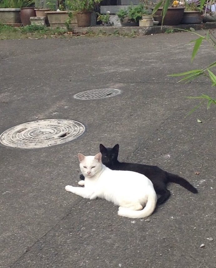 一閑張り　一閑張りバック　白猫　 昼寝猫　猫沢山　素敵 Woobia ウービア 【左向きに横たわるサバトラ白猫】 (幅38cm