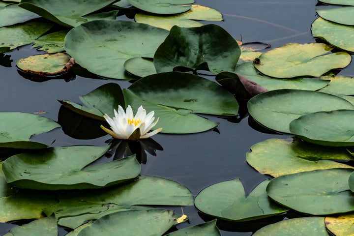 三重県伊賀市のスイレン(2025年6月23日撮影)