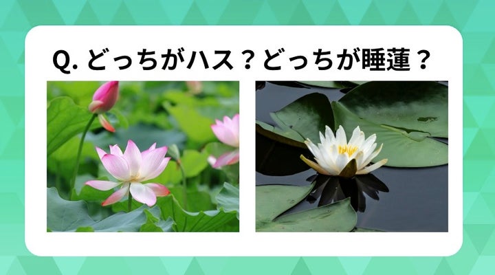 どっちがハスで、どっちが睡蓮？
