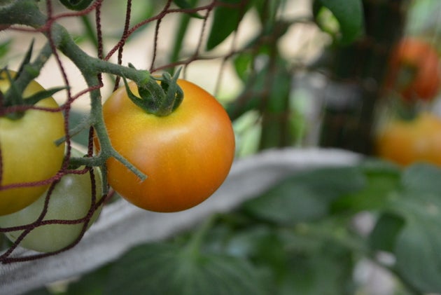 ひいおばあちゃんが畑で育てたトマト